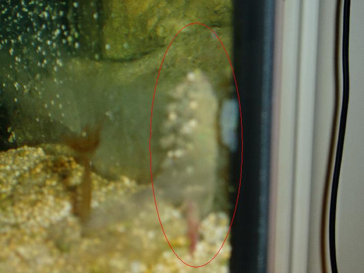 Underlig snegl - 1.JPG