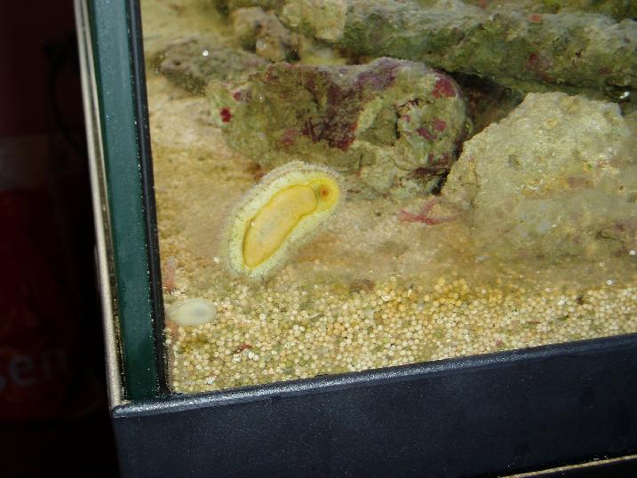 Også set fra undersiden.