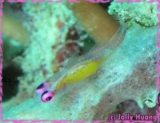 Pink eye goby (JH).jpg
