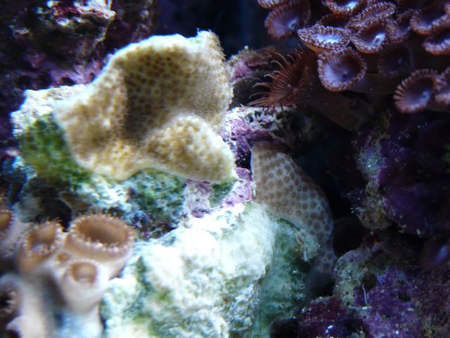 Montipora sp.?