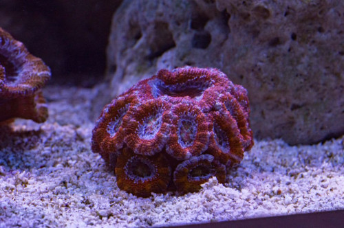 DSC_0022a.JPG