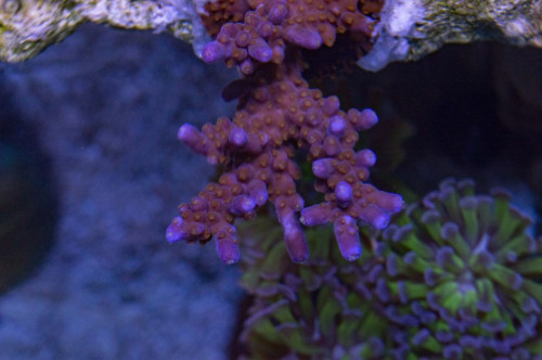 DSC_0050a.JPG
