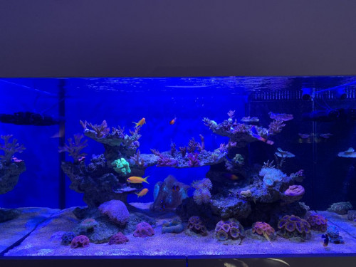 IMG_0335.jpg (106.28 KiB) Vist 2359 gange Kun LED tændt