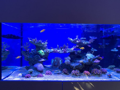 IMG_0336.jpg (115.7 KiB) Vist 2233 gange LED og 2 x 39 watt ATI BluePlus