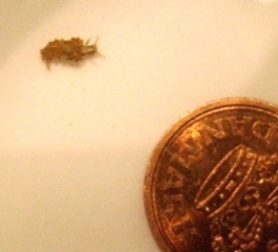 S7300767 - LILLE.JPG