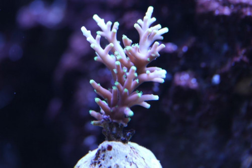 IMG_4656.JPG