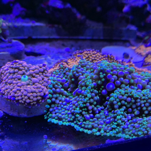 39877CEA-F4F2-4DA9-87EC-0FA2F2AB6486.jpeg
