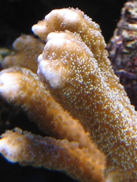 Montipora