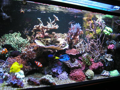 forum pic 71.jpg