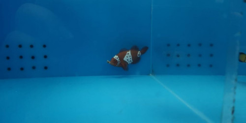 Nemo 1.jpg