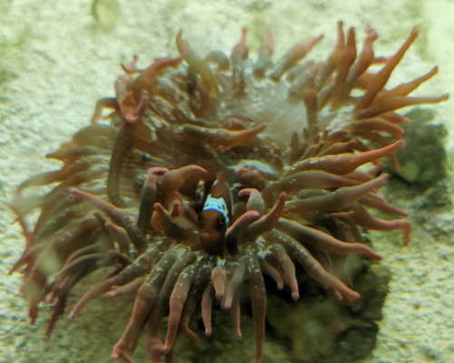 Nemo a.jpg