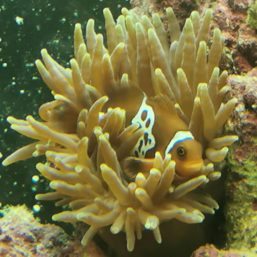 Nemo b.jpg