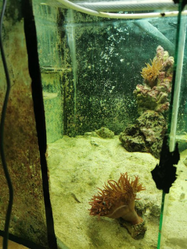 Akvarium Anemoner.jpg