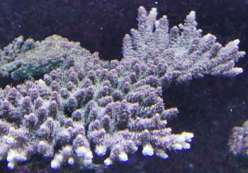 millipora dag 3.jpg