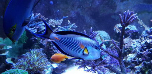 Acanthurus sohal. Jeg købte den af Michael i næstved. Den var blevet for stor til hans 250L. De har ry for at kunne være aggressive. Min opfører sig eksemplarisk, så det er nok individuelt fra fisk til fisk.<br />He he, der er altid en ”linselus” der prøver at komme med på billedet.