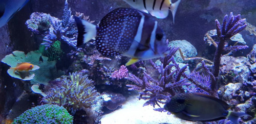 Acanthurus guttatus Meget svømmeglad fisk. Er opgivet til at kunne leve i 5-8 år og muligvis længere. Jeg fik min fra Lord Mike i 2012. Min ældste fisk. Meget værdsat beboer.