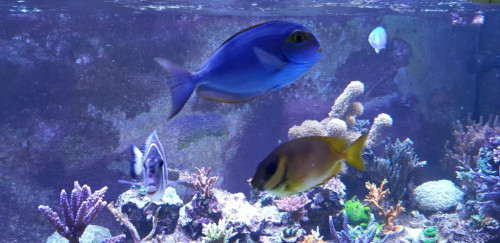 Acanthurus mata og Siganus coralinus. Mata stammer fra Charlies akvarie. Det er nok den fisk der tydeligst har vist, at den påskønner den frie svømmeplads. Den var meget mørk (næsten sort), så snart den kom over til den frie svømmeplads, fik den sin flotte blå farve og gule maske tilbage. En rigtig ocean runner. Gnaver som denne eneste af kirurgerne ikke alger fra stensætning og ruderne. I naturen lever den af plankton i det frie vand. Coralinus er en foxface, der futter rundt og græsser. Supersmuk fisk, gul med blå pletter over hele kroppen.