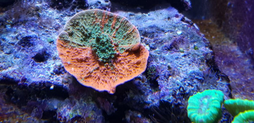 Grafted Montipora capricornis. Jeg er meget begejstret for graftede koraller. Jeg har 4 i forskellige størrelser. Alle er købt i Tyskland. Jeg synes vældig godt om naturens små pudsigheder.