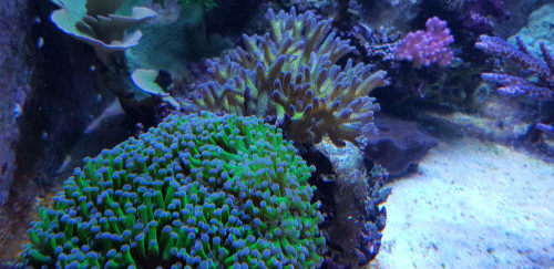 Euphyllia af en art. Seriatopora &quot;Birds of paradise&quot; og Stylopora subseriata. Det er en ikke så ofte set Stylopora der stammer fra Fiji. Tyndere grene end hos de andre styloer. Den er helt lyserød og er gennemfarvet fra bund til top.