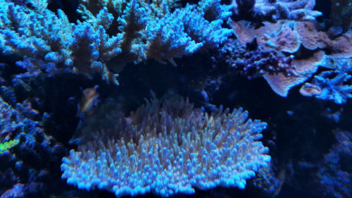 Acropora efflorescens fra mit gamle system. Billedet er fra 05.05.15 Den vokser som en tabletop og er ret kompakt i væksten.