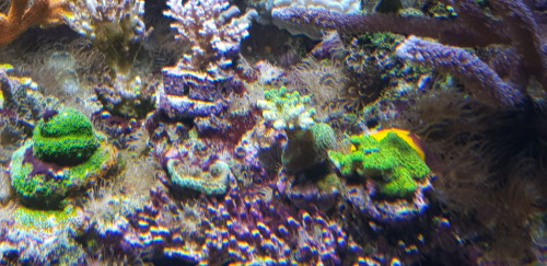 Acropora efflorescens i displaytanken. Billedet er ikke super godt for jeg måtte zoome lidt. Men man kan se at de er blevet fint grønne. Den med den runde grønne ring, er det sidste af den gamle fra mit tidligere system. Kun denne stump overlevede flytningen. Der er også lidt blå spidser på den ene af de nye, så det lover godt. Den der står i mellem de to er også købt som en efflo. Jeg har ikke set den med grenet vækst før, derfor købte jeg den. Måske er det slet ikke en efflo.
