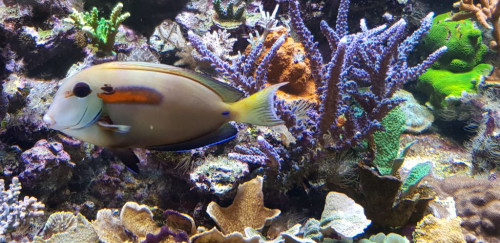 Acanthurus olivaceus. Kom fra Charlie sammen med mataen, da Charlie nedlagde sit akvarie. Den er ved at blive voksen og ter sig som en teenager. Har lidt kampe med maculiceps, indtil et par af de &quot;store&quot; lægger sig i mellem.