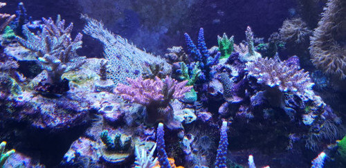 Fra 20.11.19 Aussie acropora