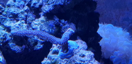 Fra 18.11.18 Ukendt Acropora. Stammer vist fra PR´s nedlagte akvarie. Jeg fik den sammen med en del andre større og mindre fragmenter. De kom her ud som sikring, i en periode hvor Mikas var løbet ind i nogle problemer med næring mv. Kalder den derfor for Mikas stag.
