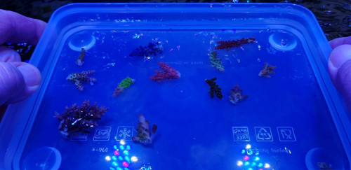 Her er bla frags af, myagi tort, den røde aussie acro, pink lemonade, sour patch, desalwii, Ora´s australian delicate og andre no name. Alle nogle som jeg ikke vil tro vil trives i Saxbys system - ikke med de samme farver i hvert fald.