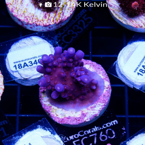 Purple Paletta acro