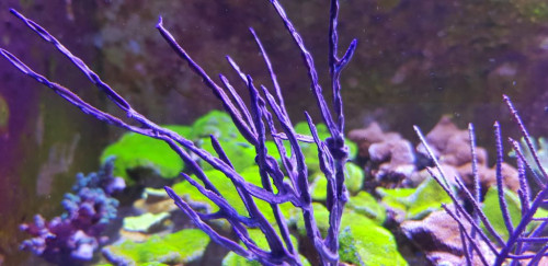 Pterogorgia anceps 2.jpg (87.34 KiB) Vist 4200 gange Pterogorgia anceps. Angular sea whip eller purple sea blade.