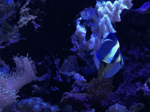 Chaetodontoplus doboulayi