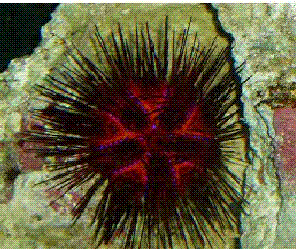 Lille søpindsvin.GIF