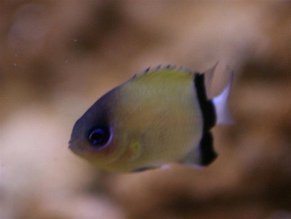 Chromis Retrofasciata