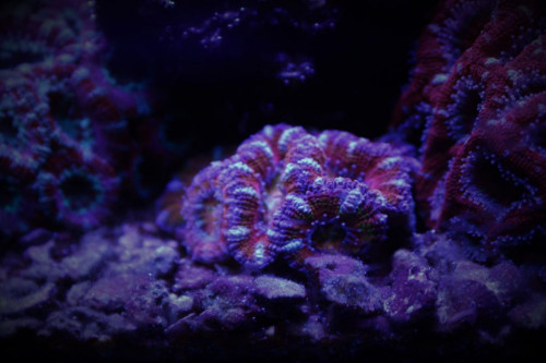 Acan 4.jpg