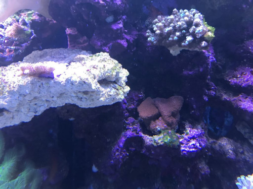Sagde du reefsafe???