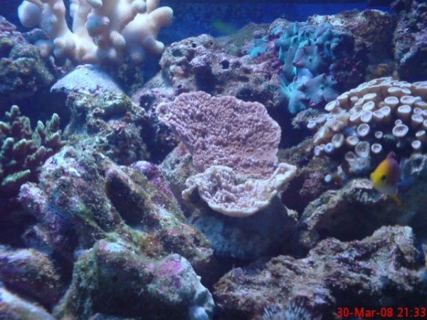 lilla montipora