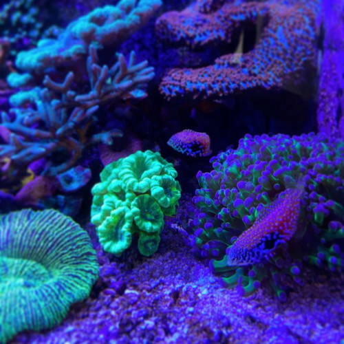 19E50635-D5F5-41E0-8E58-EB140659D2EA.jpeg