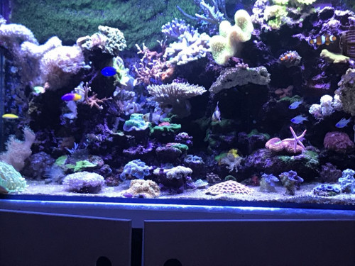 26EB762A-D023-488B-B8BC-7F66821CE04B.jpeg (158.8 KiB) Vist 4239 gange Skod fts ja det er hvad mine evner rækker til!