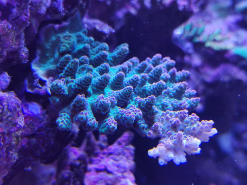 PAR 130 millipora.jpg
