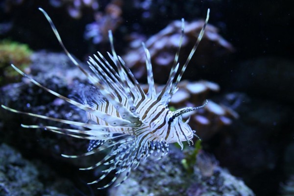 IMG_4598 (Large).JPG