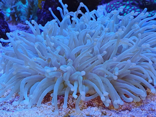 XL Heliofungia