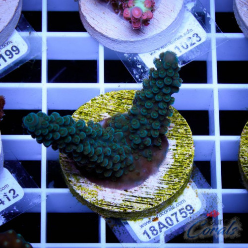 Dark Stag.jpg (112.22 KiB) Vist 2208 gange Købt d 26/1 2018