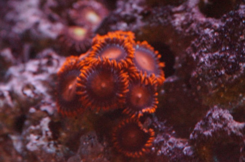 Zoa