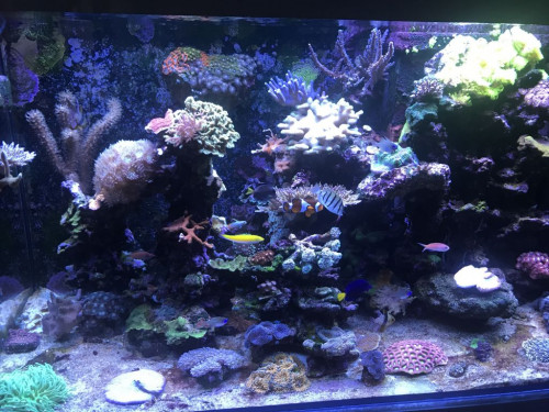 F5719CE8-37AE-4518-AB5A-534C022DA946.jpeg (182.96 KiB) Vist 3949 gange Uden smølfelyset