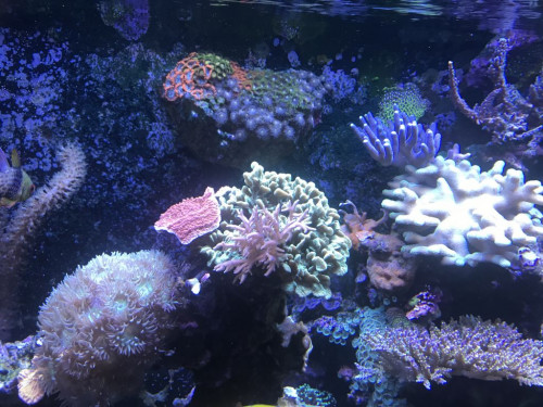 9C355006-C3FC-488A-8A1E-762B3EF2F901.jpeg (166.95 KiB) Vist 3949 gange Uden smølfelyset