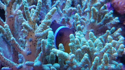 Amphiprion ocellaris (Almindelig klovnfisk)