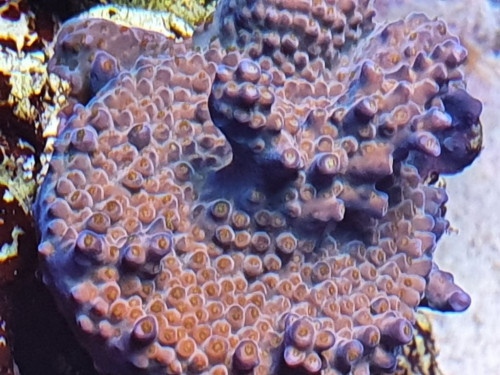Acropora donei/Merlin Staff
