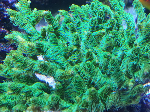 Acropora millepora