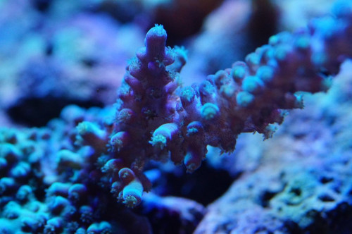 Blå acropora